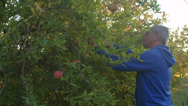Autumn seasonal gardening. A man farmer harvests pomegranates. Father cuts fruits with secateurs from the tree, gives fruit to helper son. IT, Borgagne, 8.10.2021 