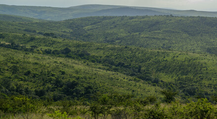 Buschlandschaft Naturreservat Hluhluwe Nationalpark Südafrika