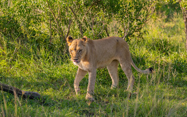 Löwin im Naturreservat im Hluhluwe Nationalpark Südafrika