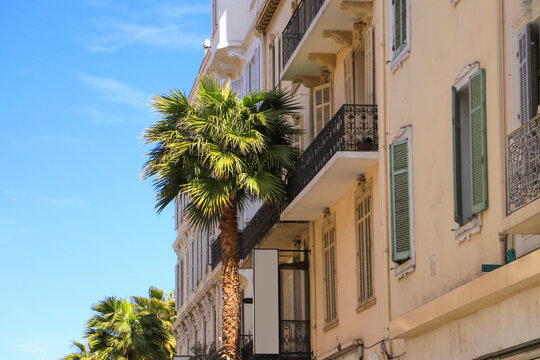 A palm tree and beautiful architecture in the old town from Cannes - France