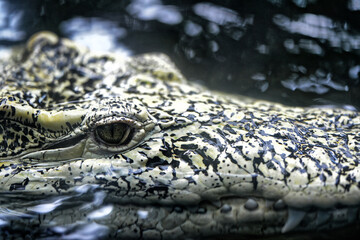 close up of an alligator
