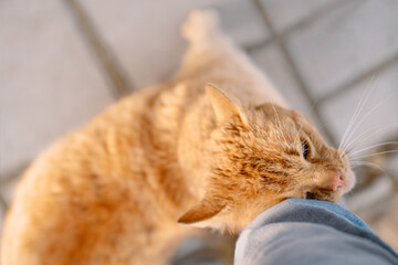 Fototapeta na wymiar Ginger cat rubbing on person's legs