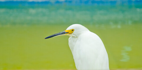 egret with green and blue background