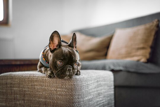French bulldog puppy on couch at home
