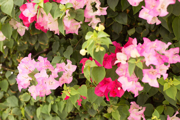 Blooming bougainvillea background. Light pink and orange flowers.