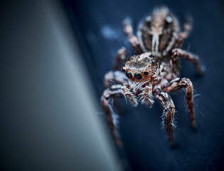 Pantropical Jumping Spider Plexippus paykulli macro close up photo