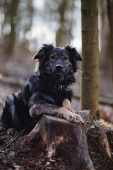Pies leżący z przednimi łapami na pieńku drzewa - obrazy, fototapety, plakaty