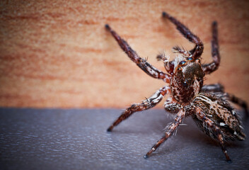 Pantropical Jumping Spider Plexippus paykulli macro close up photo