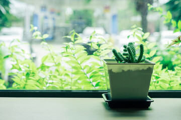 Green succulent plant pot on wooden table decorate besides the window in home. Minimal flower cactus pot indoor interior design.