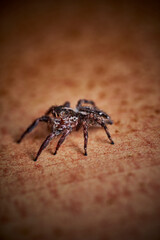 Pantropical Jumping Spider Plexippus paykulli macro close up photo