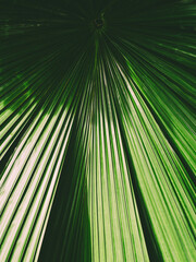 Obraz premium Tropical palm leaf background texture