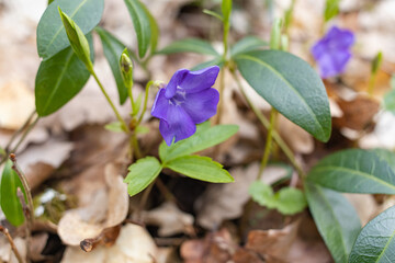 Vinca minor. Periwinkle, dwarf periwinkle, small periwinkle, common periwinkle. Is a species of flowering plant native to central and southern Europe