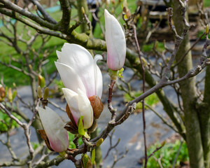 Magnolia soulangeana Alba Superba blooming in the botany in Poland.