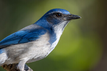 portrait of a blue jay