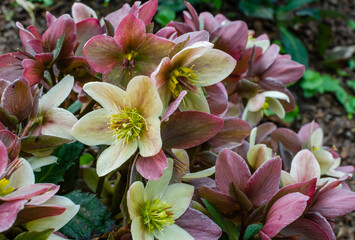 Helleborus ericsmithii Candy Love in Poland.