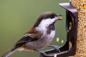finch on a bird feeder