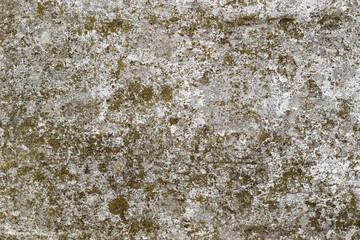 green moss on old dirty white wall