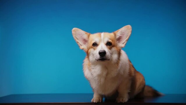 Portrait of a cute barking Welsh Corgi Pembroke dog on a blue background. Dog barking for treats. Cute muzzle close up. Cute thoroughbred animal. Caring for pets. Pets.