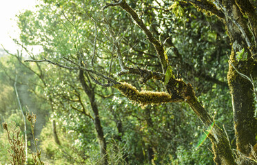 Green moss tree on palm tree, Dark jungle in summer season, Sunset flare light shine into the rainforest