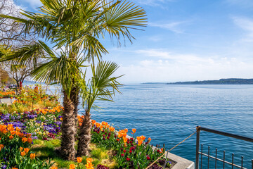 Seepromenade Überlingen am Bodensee mit Palmen und bunten Blumen 