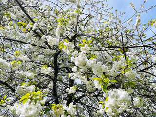White cherry blossom tree in bloom