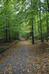 path in autumn forest