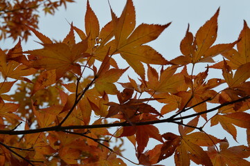 autumn maple leaves