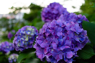 Beautiful blue hydrangea in a rainy day.  Flower in bloom in June.
