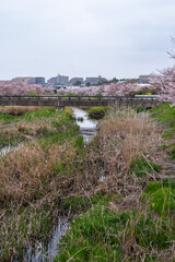 桜と橋とマンションの遠景