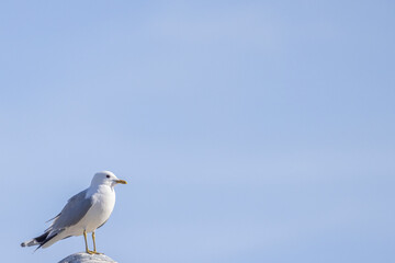 Seagull on a sky