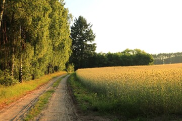 Wiejska droga © Ireneusz