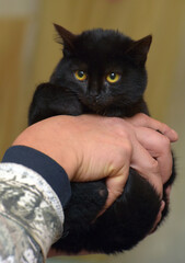 little black plush kitten in hands