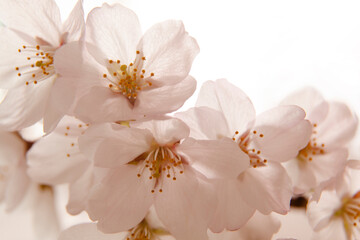 벚꽃이 활짝 핀 봄
실내도 환하고 은은한 분위기가 감돈다
