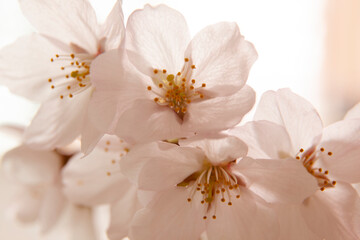 벚꽃이 활짝 핀 봄
실내도 환하고 은은한 분위기가 감돈다 - obrazy, fototapety, plakaty
