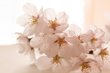 벚꽃이 활짝 핀 봄
실내도 환하고 은은한 분위기가 감돈다