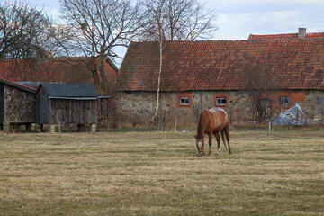 Koń pasie się na polu przed gospodarstwem - obrazy, fototapety, plakaty