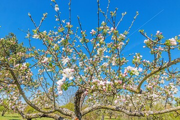 Fototapeta premium Close up of cherry blossoms in spring against blue sky