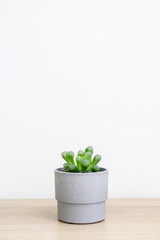 A distinctive tiny Haworthia cooperi plant in a small grey pot on wooden desk against white wall decorating home