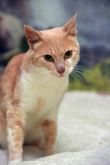 peach and white cute young cat on the couch