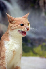 peach and white cute young cat on the couch