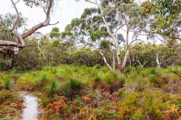 Fototapeta premium Two Bays Walking Track in Australia