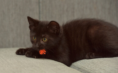 black  playful kitten on the couch