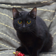 cute black cat with yellow eyes on a gray