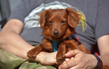 Small ginger dog of the Nevskaya Orchid breed - 499837881