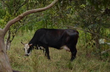 Vaca cuernuda