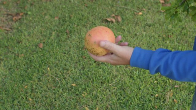 Close up of farmers hand cuts pomegranates with secateurs from the tree, gives fruit to the child. The kid puts the ripe fruits in the basket. Family gardening. IT, Borgagne, 8.10.2021 