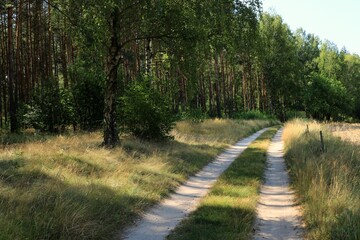 Droga w lesie © Ireneusz