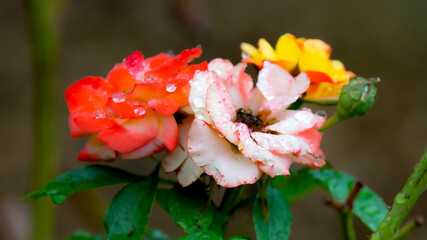 Colorful flowers on green background