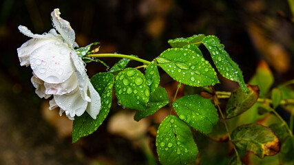 White flowers on green background