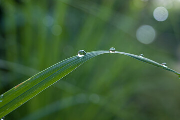 water drops on a leaf